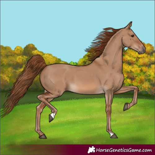 Horse Color:Red Dun
