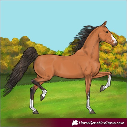 Horse Color:Bay 