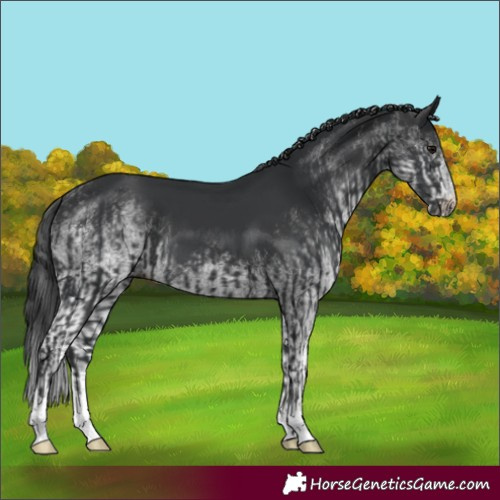 Horse Color:Black  and White Spotted Black 