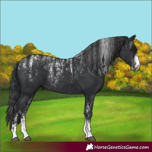 Horse Color:Powder White Black  and Powder White Black Rabicano 