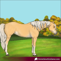 Horse Color:Palomino 