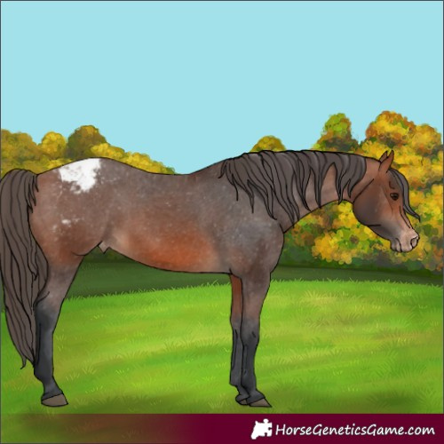 Horse Color:Bay Appaloosa 