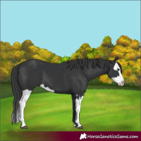 Horse Color:Black and Black Splash