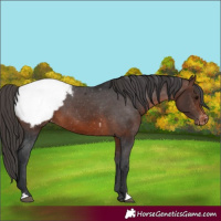 Horse Color:Brown Appaloosa 