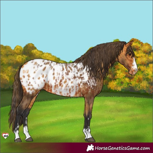 Horse Color:Bay Appaloosa  and Buckskin Appaloosa 