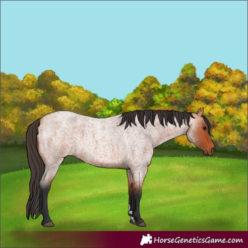 Horse Color:Bay Roan 