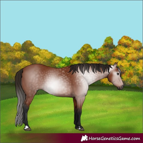 Horse Color:Gray Bay 
