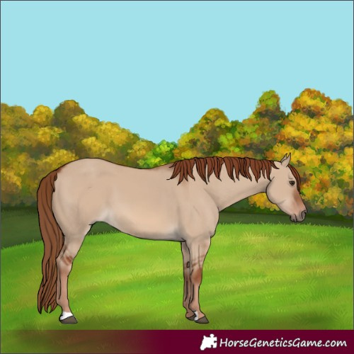 Horse Color:Red Dun 
