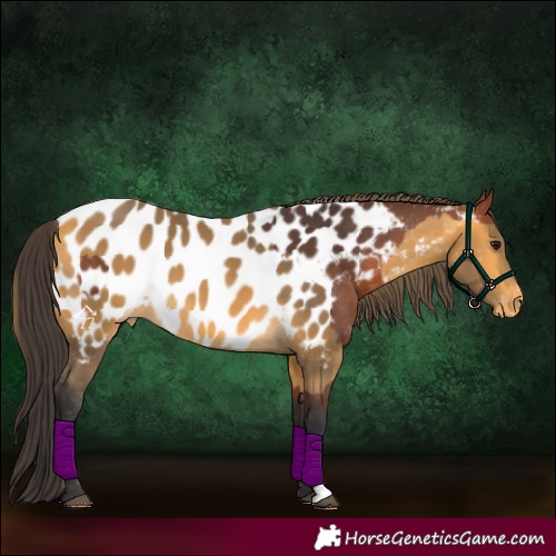Horse Color:Bay Appaloosa  and Buckskin Appaloosa 