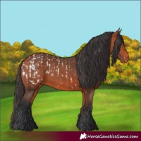 Horse Color:Bay Appaloosa  and Bay 