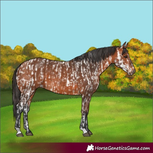 Horse Color:Bay Appaloosa and Bay