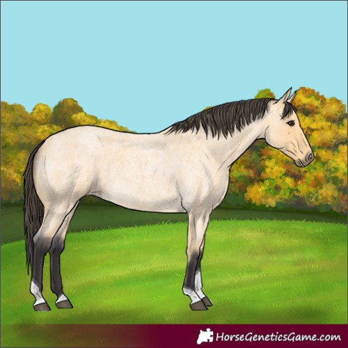 Horse Color:Unknown 