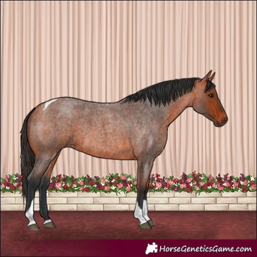 Horse Color:Bay Roan Tobiano 