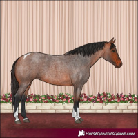 Horse Color:Bay Roan Tobiano