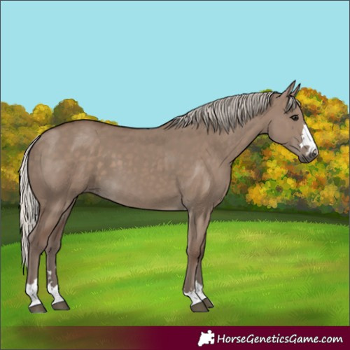 Horse Color:Unknown 