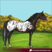 Horse Color:Brown Appaloosa  and Brown Splash Appaloosa 