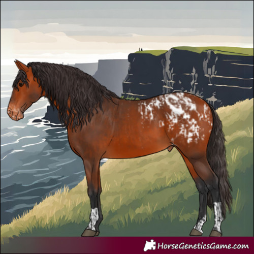 Horse Color:Bay Blanket  and Bay Varnish 