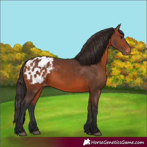 Horse Color:Bay Blanket and Bay Blanket