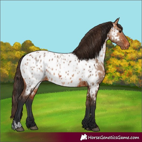 Horse Color:Bay Near Leopard and Bay Dun Near Leopard