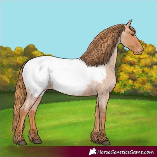 Horse Color:Red Roan Snowcap