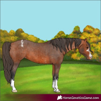Horse Color:Bay Appaloosa  and Bay Appaloosa 
