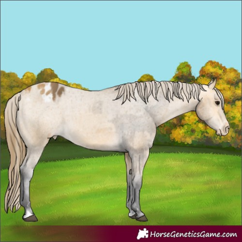 Horse Color:Buckskin Appaloosa  and Buckskin Appaloosa 