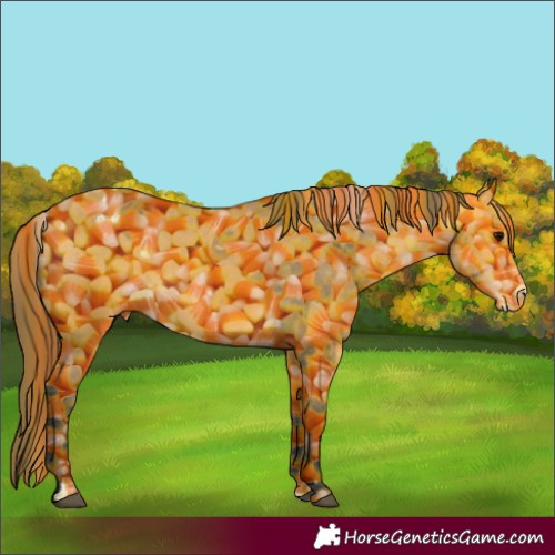 Horse Color:Buckskin Appaloosa  and Buckskin Appaloosa 