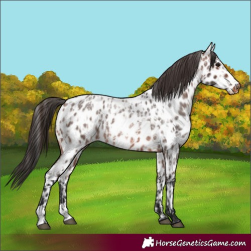 Horse Color:Bay Roan Appaloosa  and Brown Roan Appaloosa 