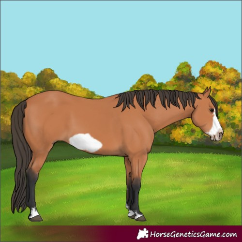 Horse Color:Bay Frame 