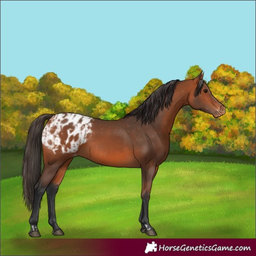 Horse Color:Bay Appaloosa  and Bay Appaloosa 