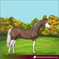 Horse Color:Silver Black Splash 