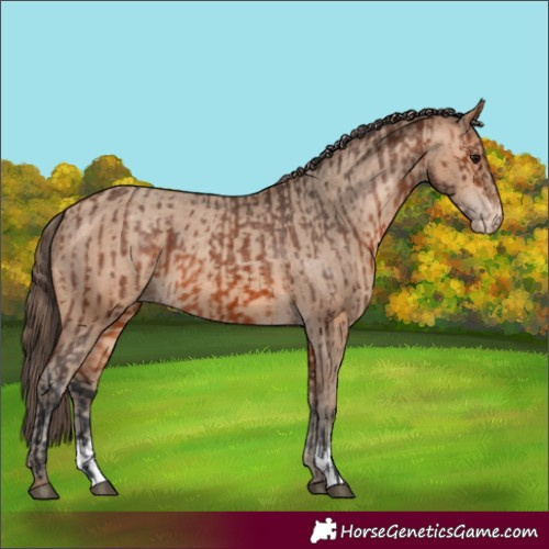 Horse Color:Bay Appaloosa  and Amber Champagne Appaloosa 