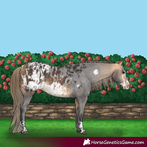 Horse Color:Buckskin Appaloosa  and Buckskin Frame Appaloosa 
