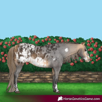 Horse Color:Buckskin Blanket  and Buckskin Frame Blanket 