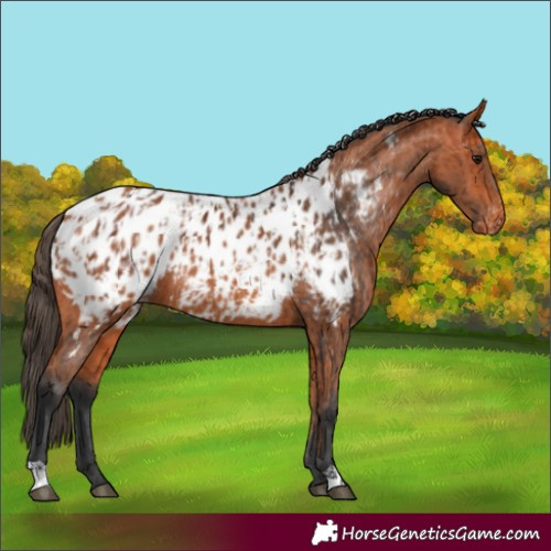 Horse Color:Bay Appaloosa  and Bay Appaloosa 