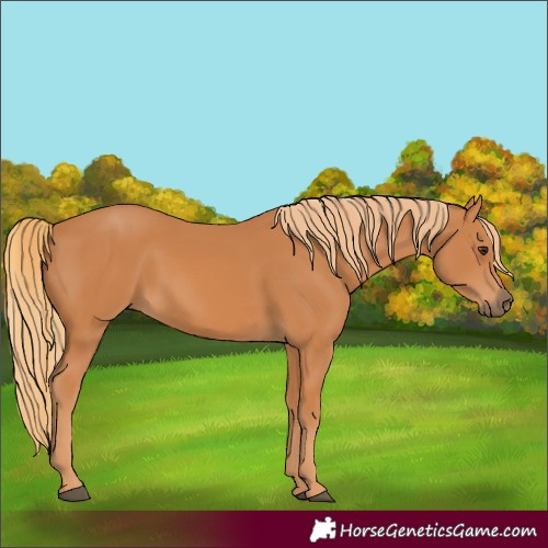 Horse Color:Chestnut 