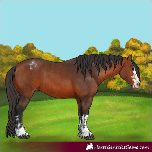 Horse Color:Bay Appaloosa  and Bay Appaloosa 