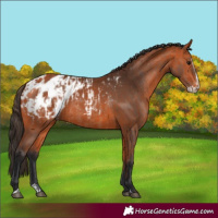 Horse Color:Bay Appaloosa and Bay Splash Appaloosa