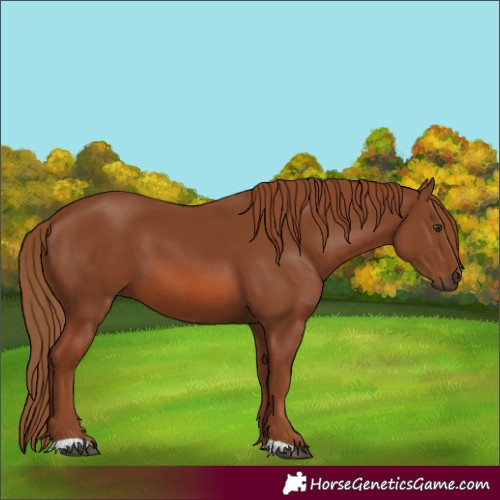 Horse Color:Chestnut 