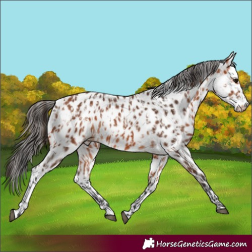 Horse Color:Bay Appaloosa  and Bay Frame Appaloosa 