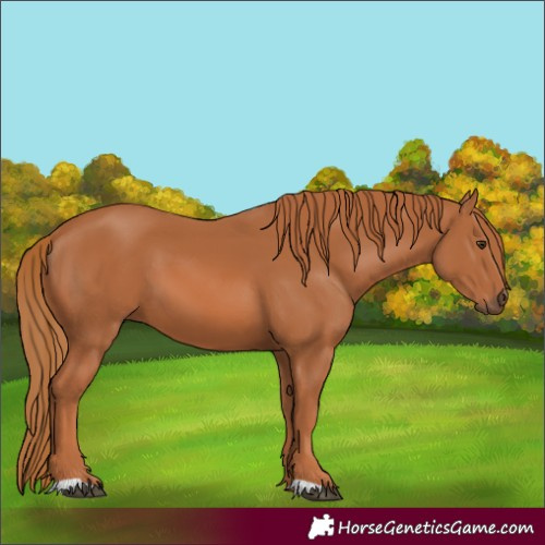 Horse Color:Chestnut 