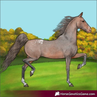Horse Color:Bay Appaloosa and Bay Appaloosa