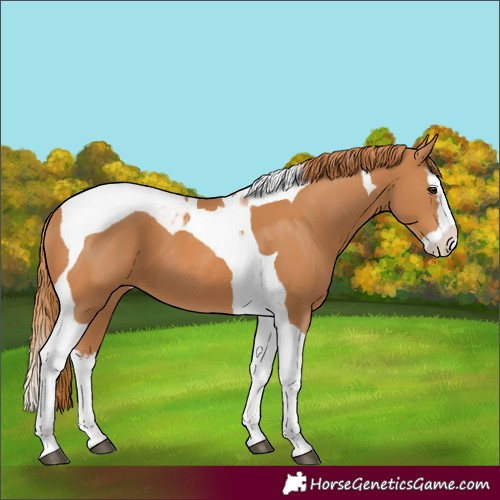 Horse Color:Chestnut Splash Tobiano
