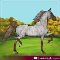 Horse Color:Liver Red Roan