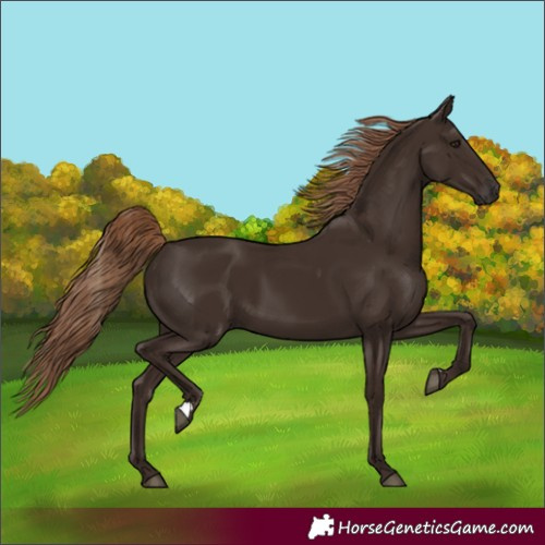 Horse Color:Liver Chestnut 