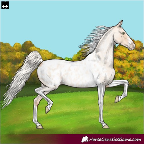 Horse Color:Silver Amber Champagne Roan Dun Splash Tobiano Frame Appaloosa Rabicano 
