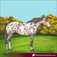 Horse Color:Bay Dun Appaloosa  and Bay Dun Appaloosa 