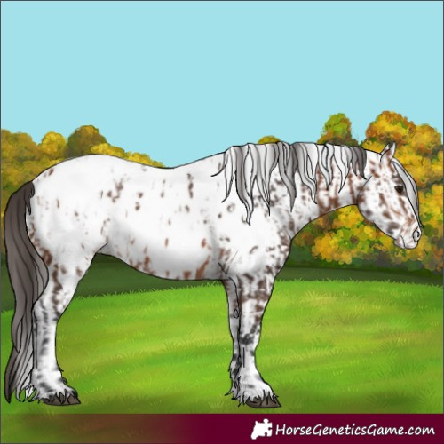 Horse Color:Bay Appaloosa  and White Spotted Bay Appaloosa 