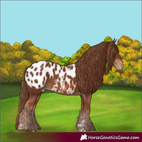 Horse Color:Chestnut Appaloosa
