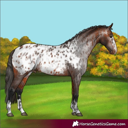 Horse Color:Bay Appaloosa  and Gray Bay Appaloosa 